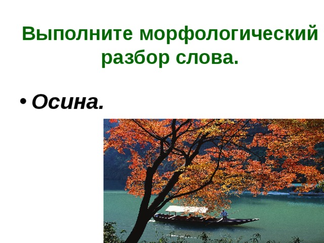 Осина разбор