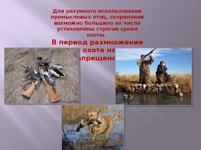 Для разумного использования промысловых птиц, сохранения возможно большего их числа установлены строгие сроки охоты. В период размножения птиц охота на них запрещена. 