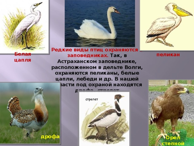 Редкие виды птиц охраняются в заповедниках.  Так, в Астраханском заповеднике, расположенном в дельте Волги, охраняются пеликаны, белые цапли, лебеди и др. В нашей области под охраной находятся дрофа, стрепет пеликан Белая цапля дрофа Орел степной 