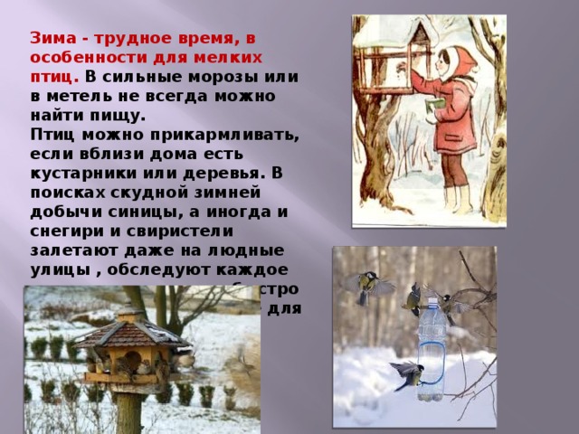 Зима - трудное время, в особенности для мелких птиц.  В сильные морозы или в метель не всегда можно найти пищу. Птиц можно прикармливать, если вблизи дома есть кустарники или деревья. В поисках скудной зимней добычи синицы, а иногда и снегири и свиристели залетают даже на людные улицы , обследуют каждое дерево и куст, очень быстро замечают выставленные для них кормушки на подоконниках или в палисадниках. 