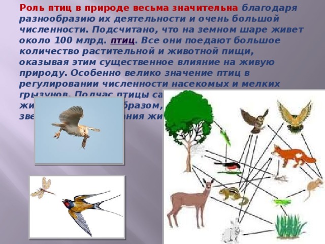 Презентация на тему роль птиц в жизни человека