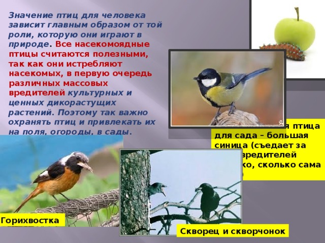 Значение птиц биология 8 класс. Значение птиц для человека. Роль насекомоядных птиц. Значение птиц для растений. Насекомоядные птицы презентация.