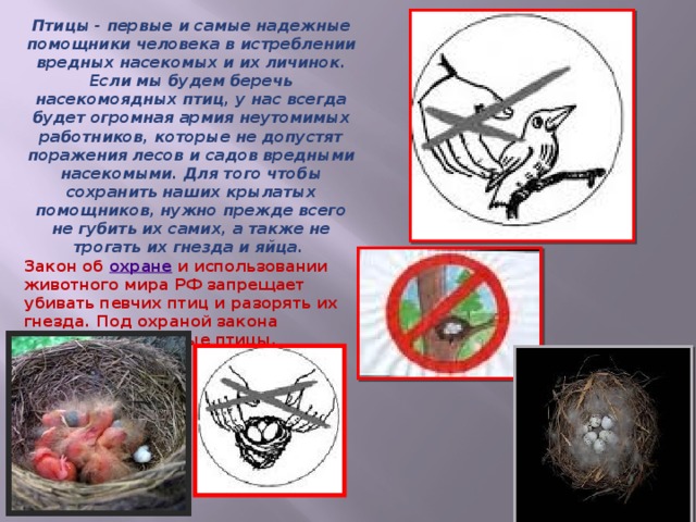 Роль птицы. Роль птиц в жизни человека сообщение. Презентация на тему роль птиц в жизни человека. Значение насекомоядных птиц. Роль в природе и жизни человека насекомоядных.