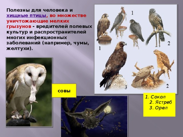 Значение птиц биология 8 класс. Роль птиц в жизни человека. Хищные птицы разнообразие. Значение птиц в природе. Птицы в жизни человека и природы.