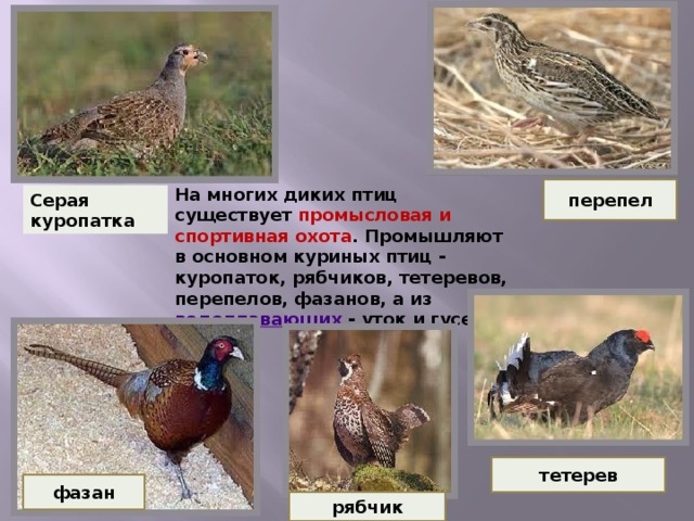 На многих диких птиц существует промысловая и спортивная охота . Промышляют в основном куриных птиц - куропаток, рябчиков, тетеревов, перепелов, фазанов, а из водоплавающих - уток и гусей. перепел Серая куропатка тетерев фазан рябчик 