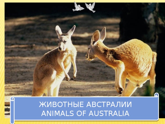ЖИВОТНЫЕ АВСТРАЛИИ  ANIMALS OF AUSTRALIA 