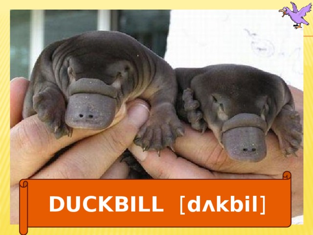  DUCKBILL [ dᴧkbil ]  