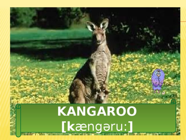 KANGAROO [k ængǝru: ] 
