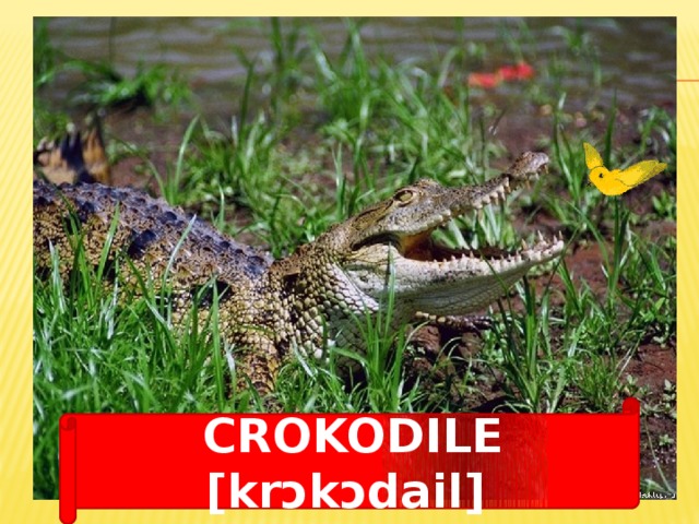 CROKODILE [krɔkɔdail] 