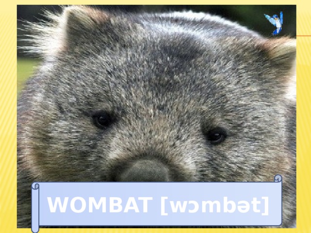 WOMBAT [wɔmbǝt] 