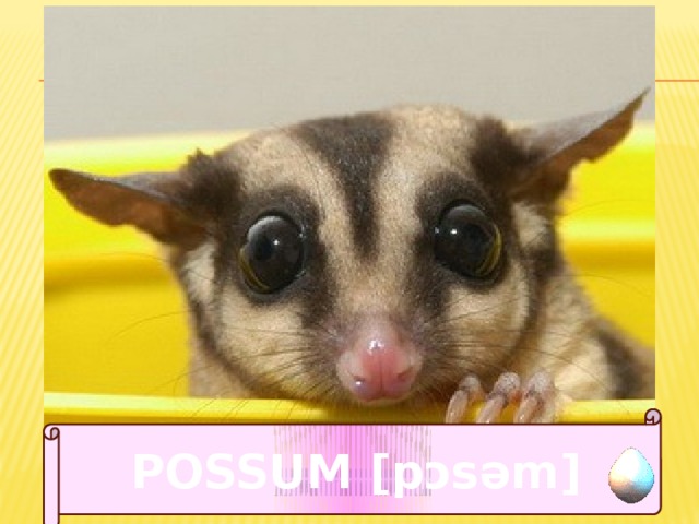 POSSUM [pɔsǝm] 