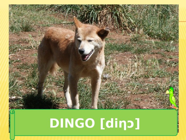 DINGO [diƞɔ] 