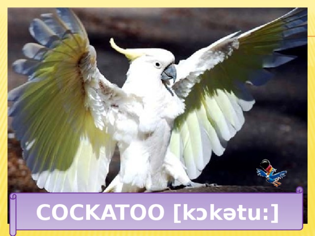 COCKATOO [kɔkǝtu:] 