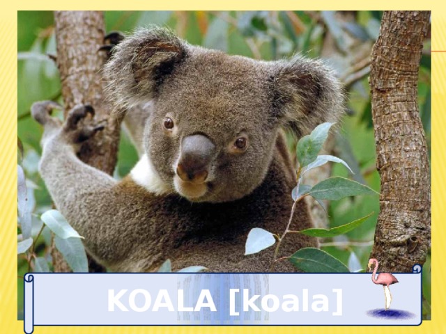 KOALA [koala] 