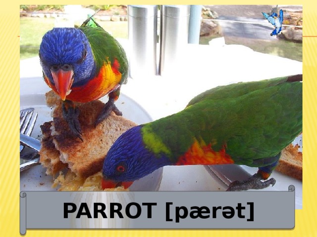 PARROT [pærǝt] 