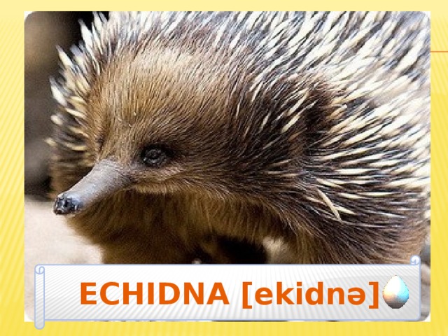 ECHIDNA [ekidnǝ] 