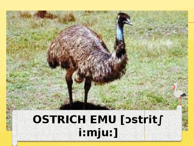 OSTRICH EMU [ɔstrit∫ i:mju:] 