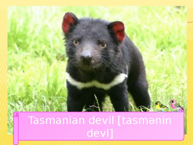 Tasmanian devil [tasmǝnin devl] 
