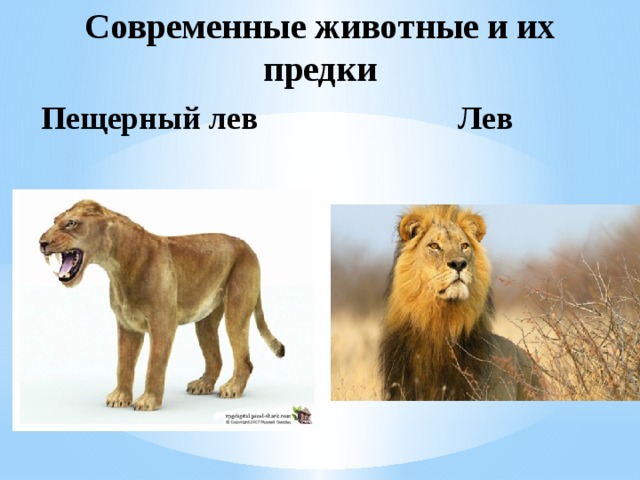 Современные животные и их предки Пещерный лев Лев 