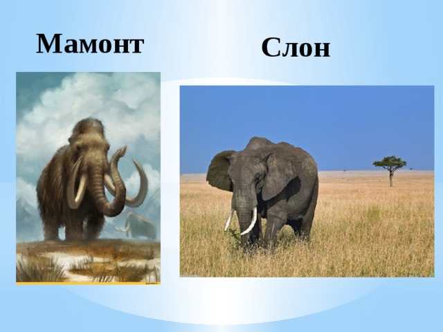 Мамонт Слон 