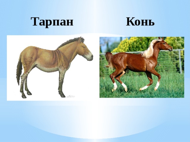 Тарпан Конь 