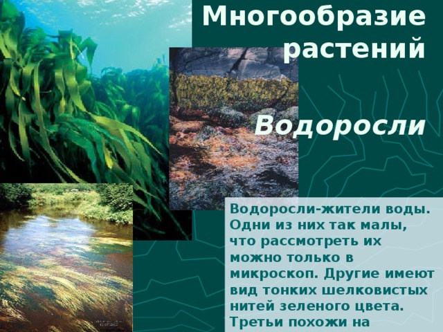 Многообразие растений Водоросли Водоросли-жители воды. Одни из них так малы, что рассмотреть их можно только в микроскоп. Другие имеют вид тонких шелковистых нитей зеленого цвета. Третьи похожи на длинные бурые нити. 