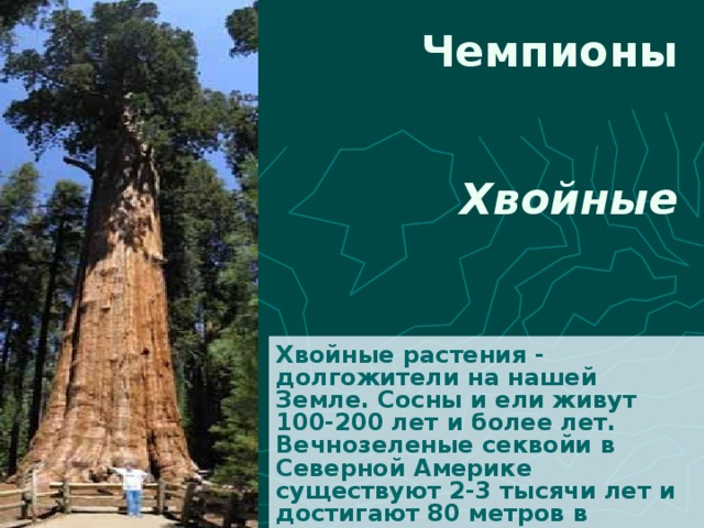 Чемпионы Хвойные Хвойные растения - долгожители на нашей Земле. Сосны и ели живут 100-200 лет и более лет. Вечнозеленые секвойи в Северной Америке существуют 2-3 тысячи лет и достигают 80 метров в высоту. 