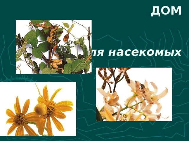 ДОМ д ля насекомых 