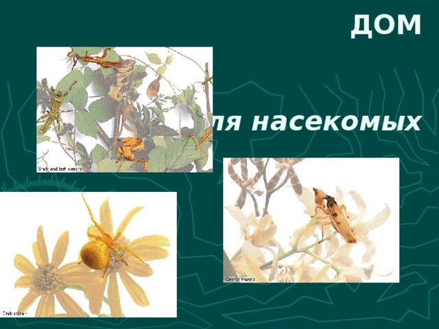 ДОМ д ля насекомых 