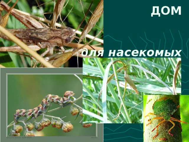 ДОМ д ля насекомых 