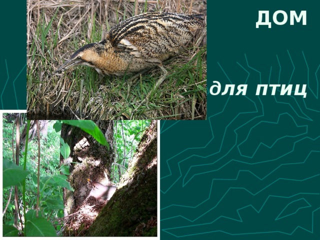ДОМ д ля птиц 