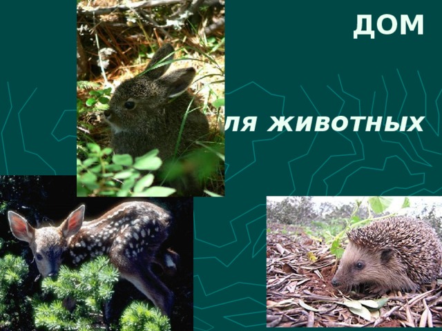ДОМ д ля животных 