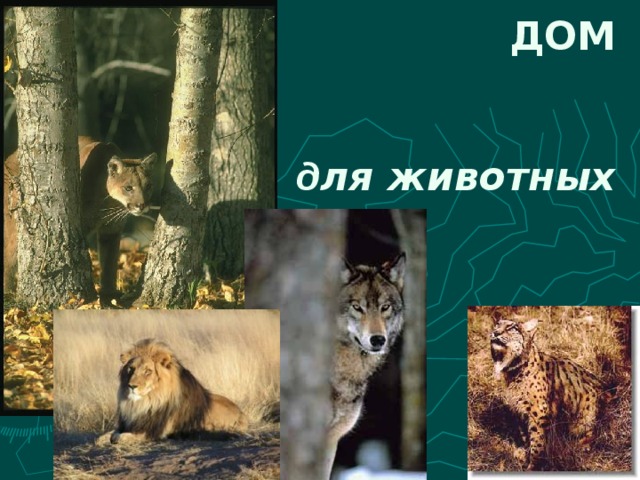 ДОМ д ля животных 