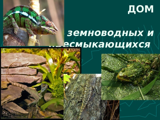 ДОМ д ля земноводных и пресмыкающихся 