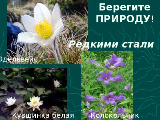 Берегите  ПРИРОДУ ! Редкими стали Эдельвейс Кувшинка белая Колокольчик 