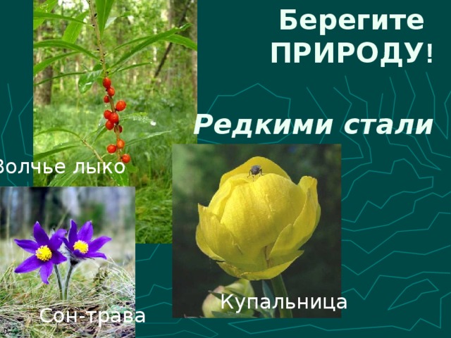 Берегите  ПРИРОДУ ! Редкими стали Волчье лыко Купальница Сон-трава 