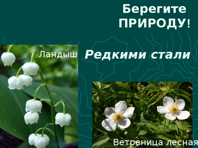 Берегите  ПРИРОДУ ! Редкими стали Ландыш Ветреница лесная 