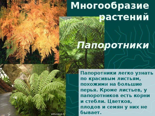 Многообразие растений Папоротники Папоротники легко узнать по красивым листьям, похожим и на большие перья. Кроме листьев, у папоротников есть корни и стебли. Цветков, плодов и семян у них не  бывает. 