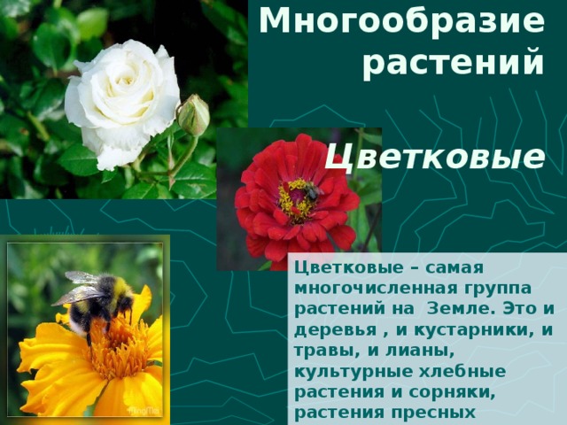 Многообразие растений 2 класс. Самая многочисленная группа растений. Какие растения самые многочисленные. Какая группа растений самая многочисленная. Самая многочисленная группа растений на земле.