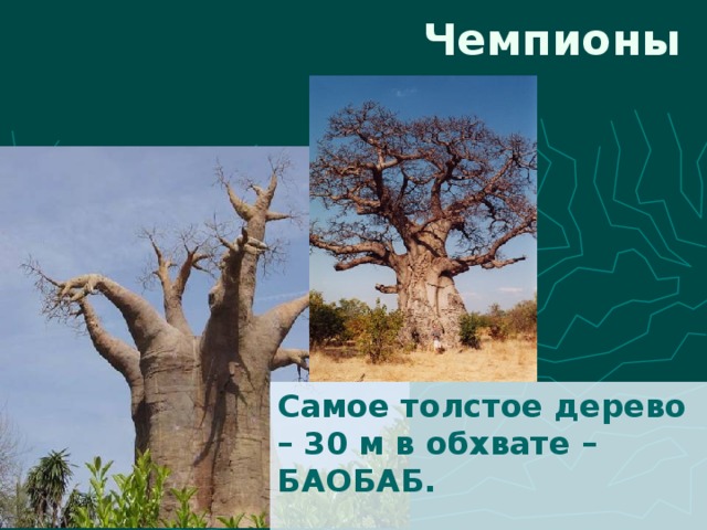 Чемпионы Самое толстое дерево – 30 м в обхвате – БАОБАБ. 