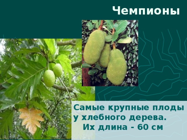 Чемпионы Самые крупные плоды у хлебного дерева.   Их длина - 60 см 