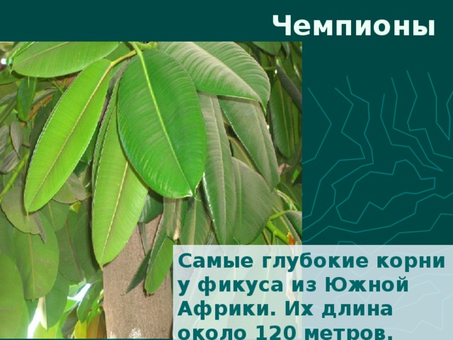 Чемпионы Самые глубокие корни у фикуса из Южной Африки. Их длина около 120 метров. 