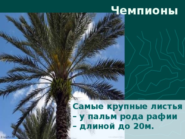 Чемпионы Самые крупные листья – у пальм рода рафии – длиной до 20м. 