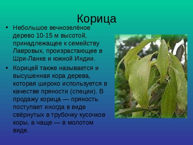 Корица Небольшое вечнозелёное дерево 10-15 м высотой, принадлежащее к семейству Лавровых, произрастающее в Шри-Ланке и южной Индии. Корицей также называется и высушенная кора дерева, которая широко используется в качестве пряности (специи). В продажу корица — пряность поступает иногда в виде свёрнутых в трубочку кусочков коры, а чаще — в молотом виде. 