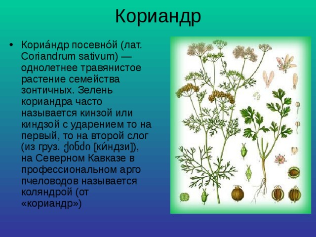 Растение кориандр фото и описание