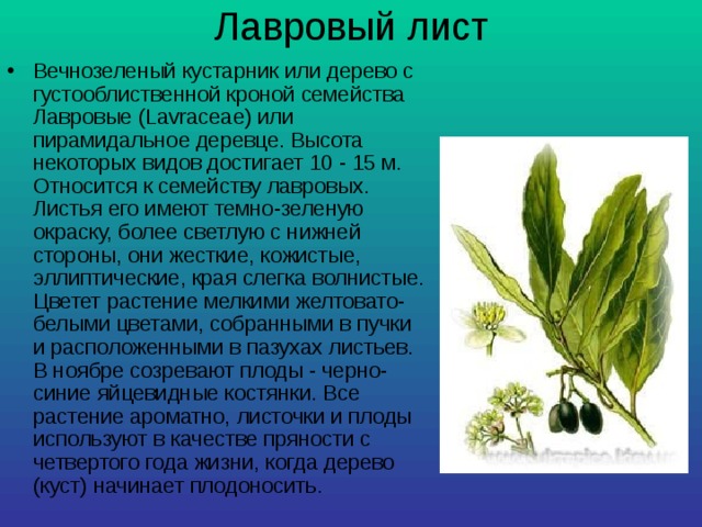 Лавровый лист Вечнозеленый кустарник или дерево с густооблиственной кроной семейства Лавровые (Lavraceae) или пирамидальное деревце. Высота некоторых видов достигает 10 - 15 м. Относится к семейству лавровых. Листья его имеют темно-зеленую окраску, более светлую с нижней стороны, они жесткие, кожистые, эллиптические, края слегка волнистые. Цветет растение мелкими желтовато-белыми цветами, собранными в пучки и расположенными в пазухах листьев. В ноябре созревают плоды - черно-синие яйцевидные костянки. Все растение ароматно, листочки и плоды используют в качестве пряности с четвертого года жизни, когда дерево (куст) начинает плодоносить. 