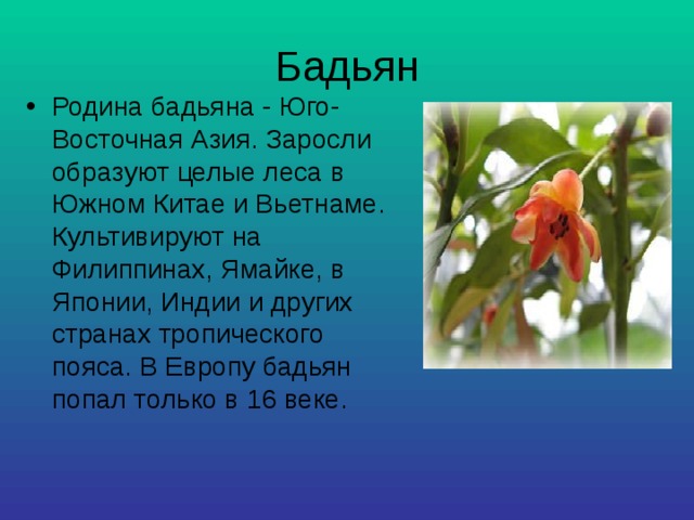 Бадьян Родина бадьяна - Юго-Восточная Азия. Заросли образуют целые леса в Южном Китае и Вьетнаме. Культивируют на Филиппинах, Ямайке, в Японии, Индии и других странах тропического пояса. В Европу бадьян попал только в 16 веке. 