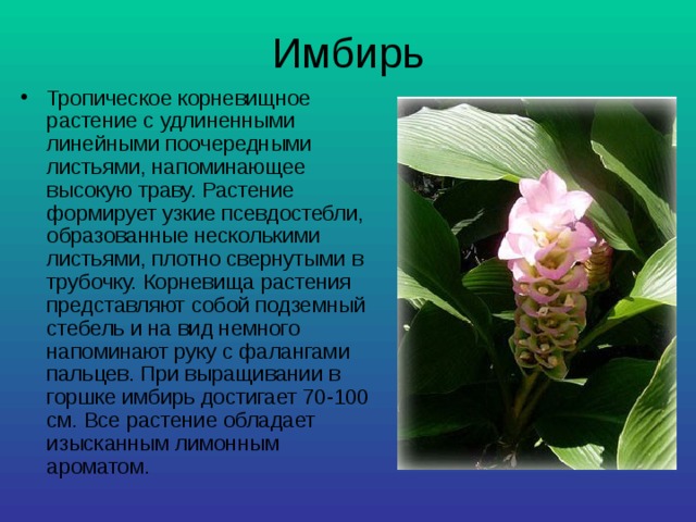 Имбирь Тропическое корневищное растение с удлиненными линейными поочередными листьями, напоминающее высокую траву. Растение формирует узкие псевдостебли, образованные несколькими листьями, плотно свернутыми в трубочку. Корневища растения представляют собой подземный стебель и на вид немного напоминают руку с фалангами пальцев. При выращивании в горшке имбирь достигает 70-100 см. Все растение обладает изысканным лимонным ароматом. 