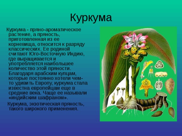Куркума  Куркума - пряно-ароматическое растение, а пряность, приготовленная из ее корневища, относится к разряду классических. Ее родиной считают Юго-Восточную Индию, где выращивается и употребляется наибольшее количество этой пряности. Благодаря арабским купцам, которые постоянно хотели чем-то удивить Европу, куркума стала известна европейцам еще в средние века. Чаще ее называли «индийским шафраном».  Куркума, экзотическая пряность, такого широкого применения. 