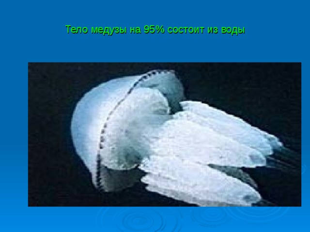 Тело медузы на 95% состоит из воды 